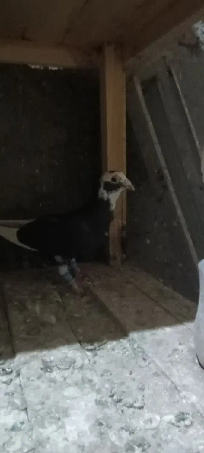 نر مینا سیا|پرنده|تربتحیدریه, حسنی بالا|دیوار