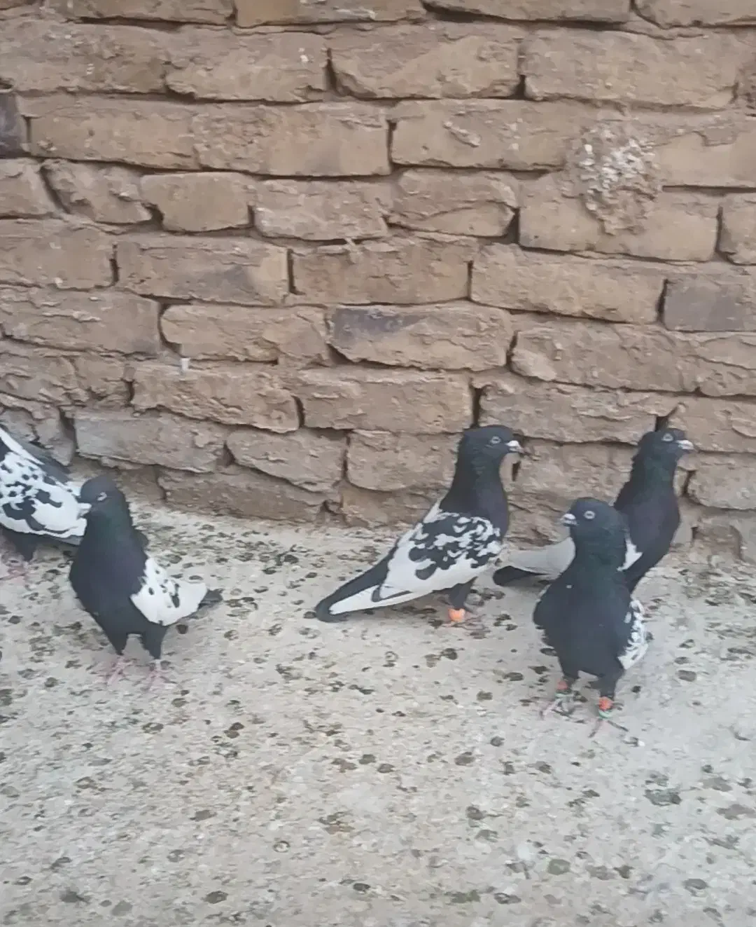 فروشی کبوتر سینه سیاه|پرنده|رشتخوار, |دیوار
