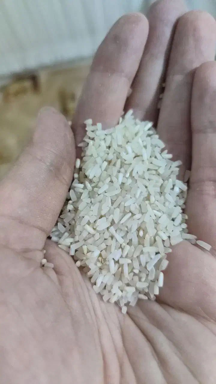 فروش برنج فجرسوزنی شمال با عطر و طعم عالی|خوردنی و آشامیدنی|شاهرود, |دیوار
