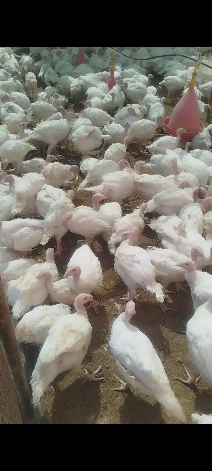 بوقلمون بیوتی ۶ فوق سنگین|حیوانات مزرعه|اصفهان, آبشار|دیوار