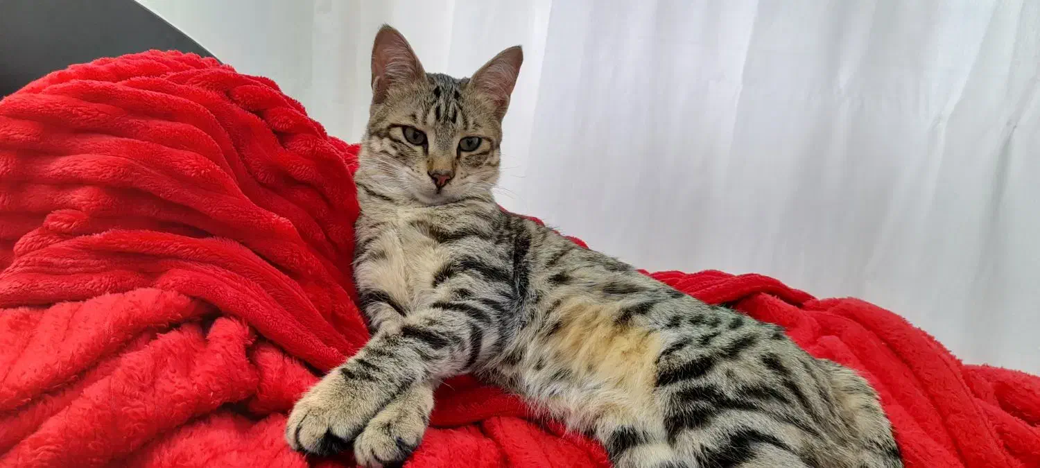 گربه ملوس وبغلی واگذاری رایگان|گربه|لاهیجان, کوی استادان|دیوار