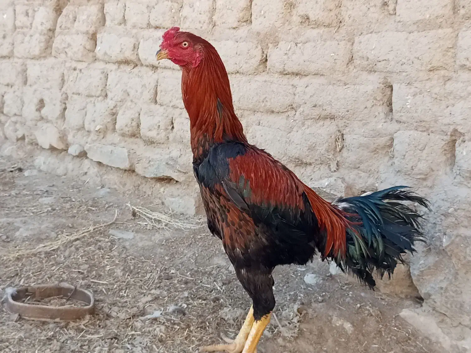 خروس لاری 9ماهه|حیوانات مزرعه|لاجان, |دیوار