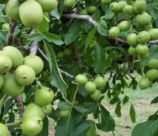 فروش نهال گردو فرنورپیوندی پوست کاغذی|خدمات باغبانی و درختکاری|کبودرآهنگ, |دیوار