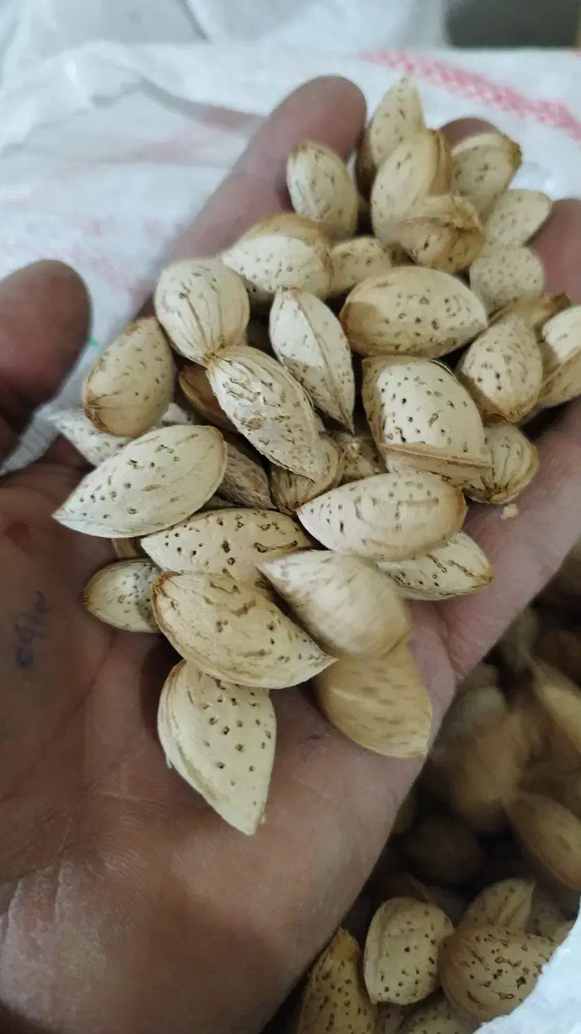 بادام محب|عمده‌فروشی|بن, |دیوار