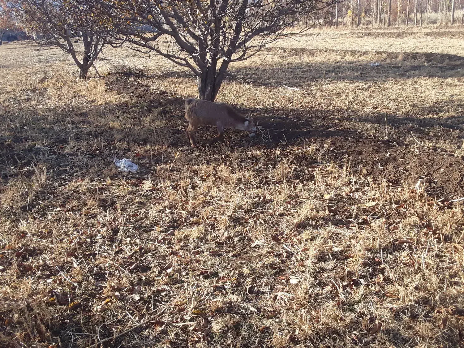 فروش  ۹عدد بز غاله نرو ماده|حیوانات مزرعه|سیلوانه, |دیوار