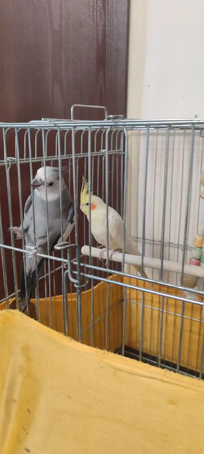 عروس هلندی مولد|پرنده|وحیدیه, |دیوار