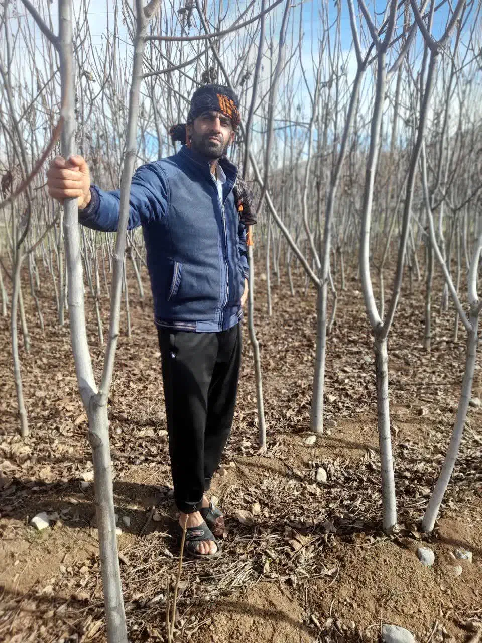 نهال تظمینی اسرایلی|خدمات باغبانی و درختکاری|همدان, |دیوار