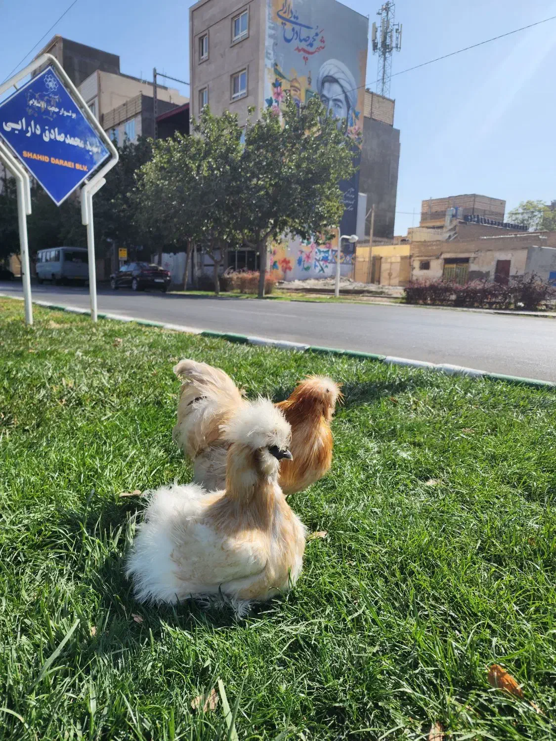 جوجه ابریشمی جوجه ورورک لاکنولدرفول کیفیت|حیوانات مزرعه|مشهد, شهرک شیرین|دیوار