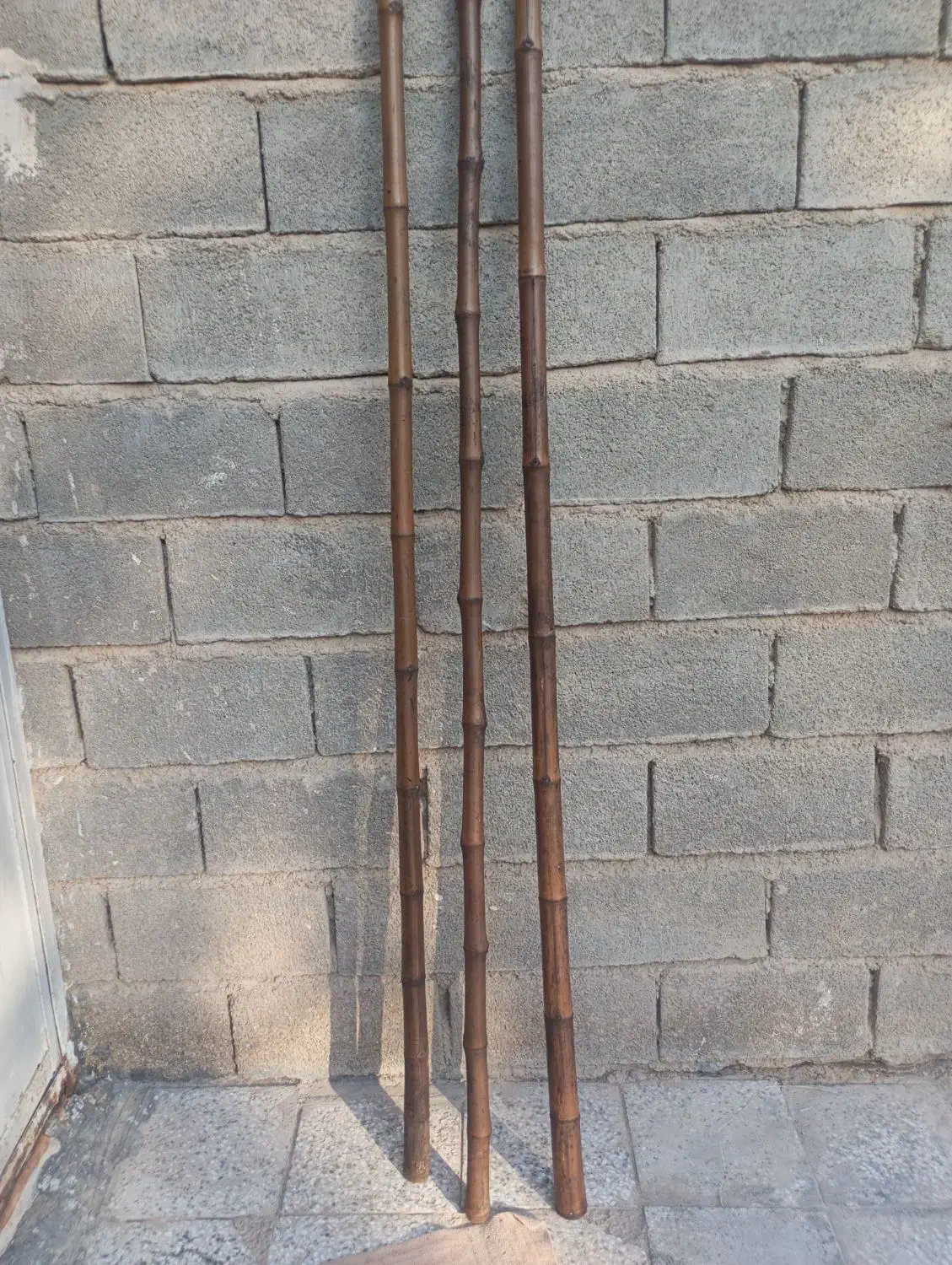 خزاان 2مترین|گل و گیاه طبیعی|شادگان, |دیوار