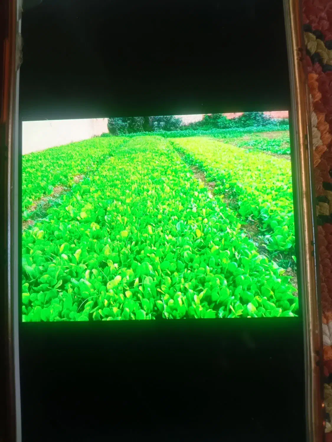 نهال کاهو به فروش میرسد|عمده‌فروشی|گلوگاه, |دیوار