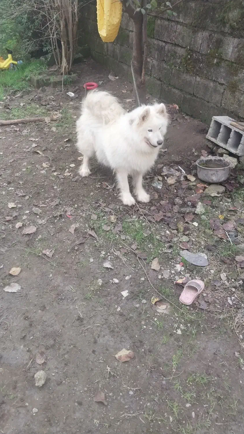 به دلیل نبود جا و نگهداری زیرقیمت به فروش میرسد|سگ|پرهسر, |دیوار