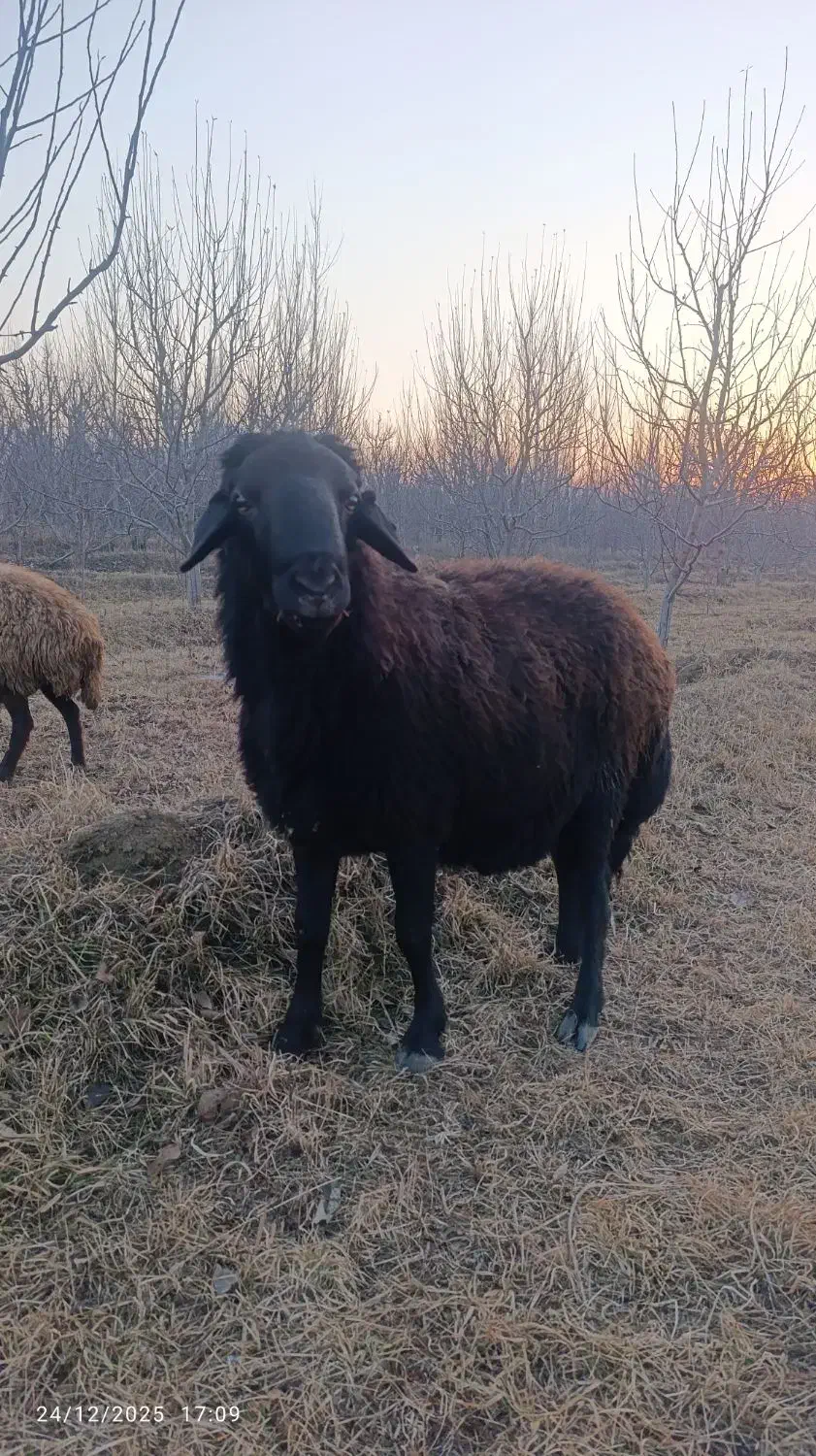 قوچ|حیوانات مزرعه|سلماس, |دیوار