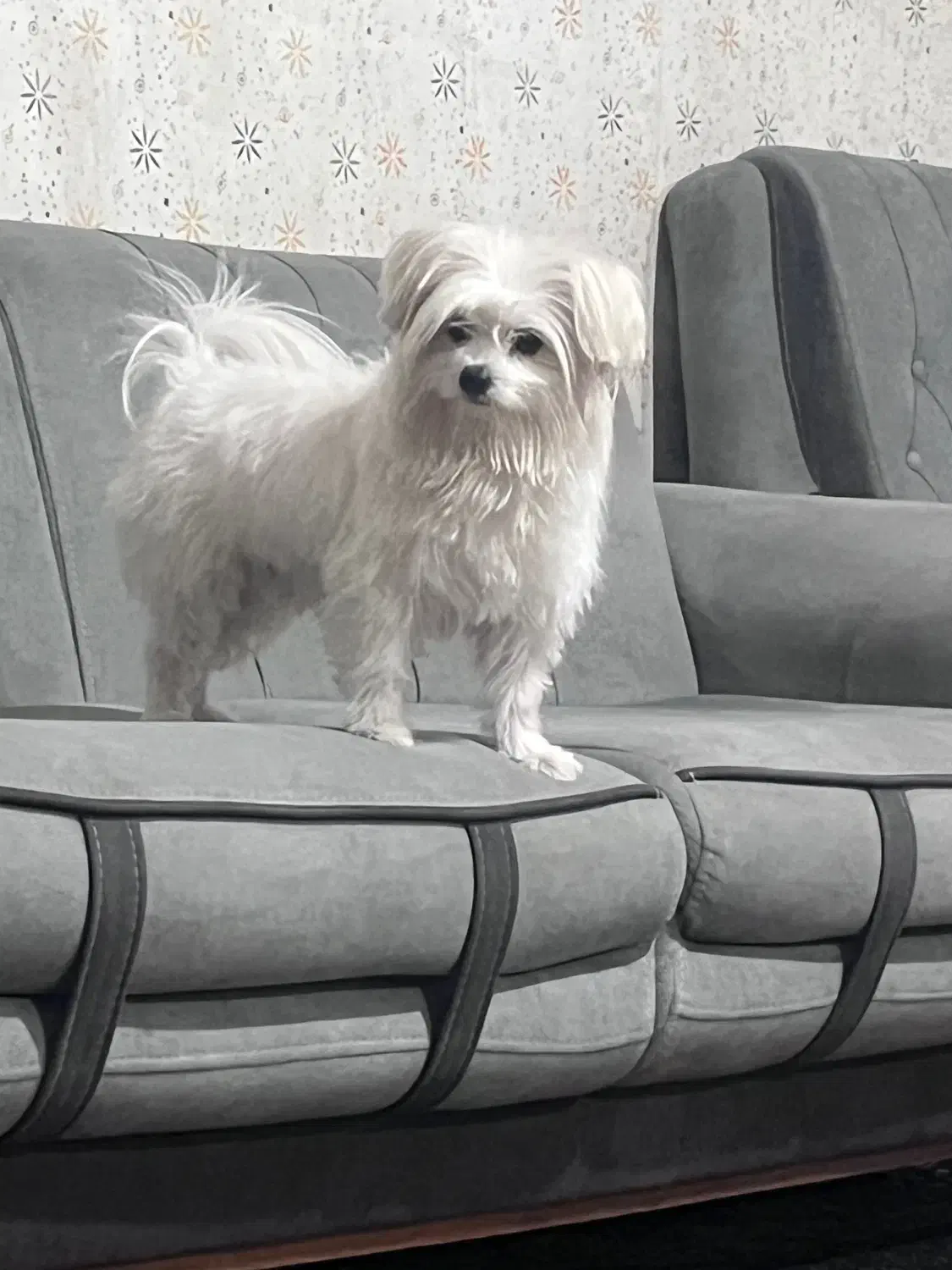 تدی سگ پاکوتاه ناز|سگ|شیروان (خراسان), |دیوار