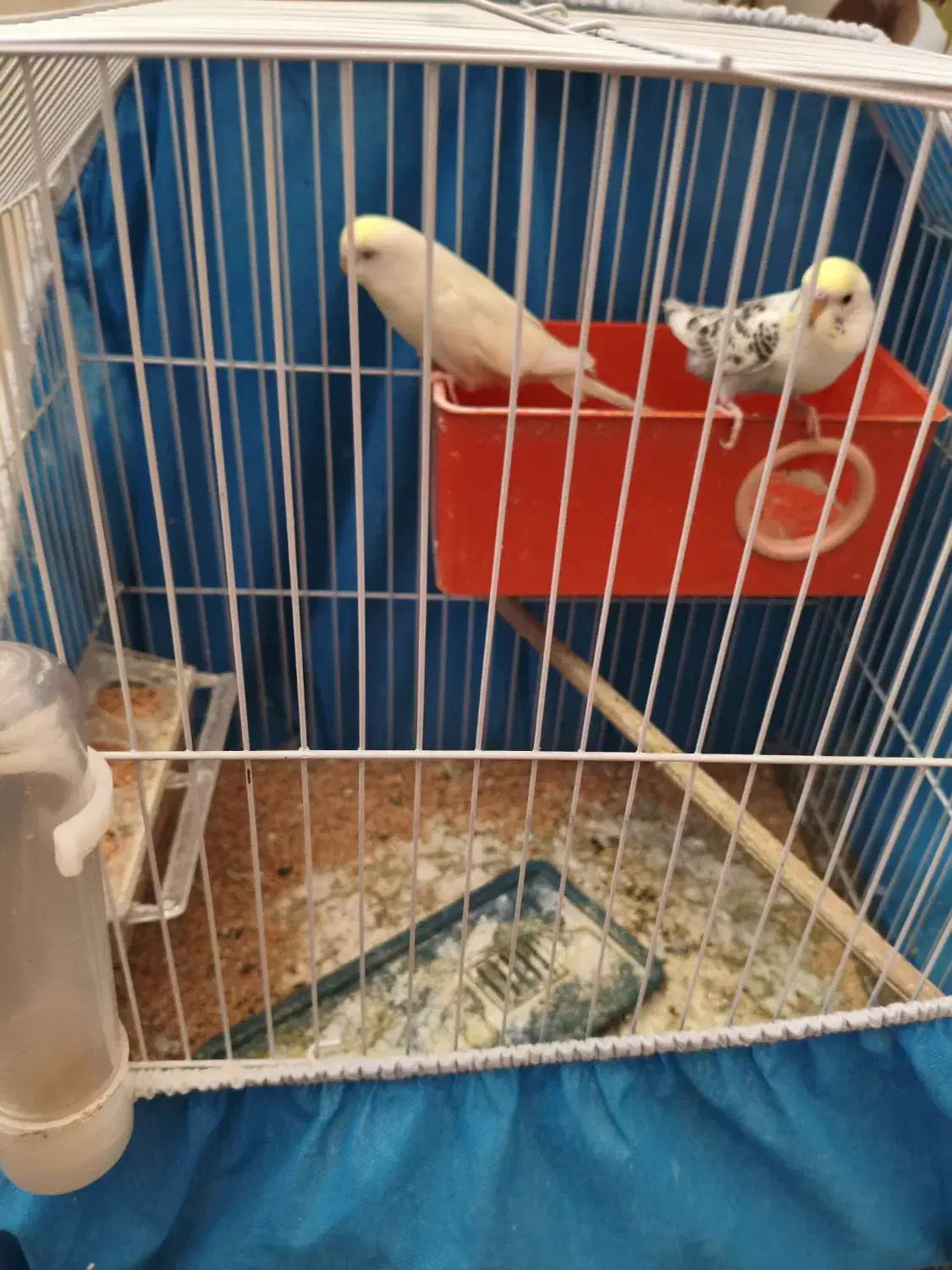 یک جفت مرغ عشق به همراه سه عدد تخم|پرنده|اهواز, بیست متری شهدا|دیوار