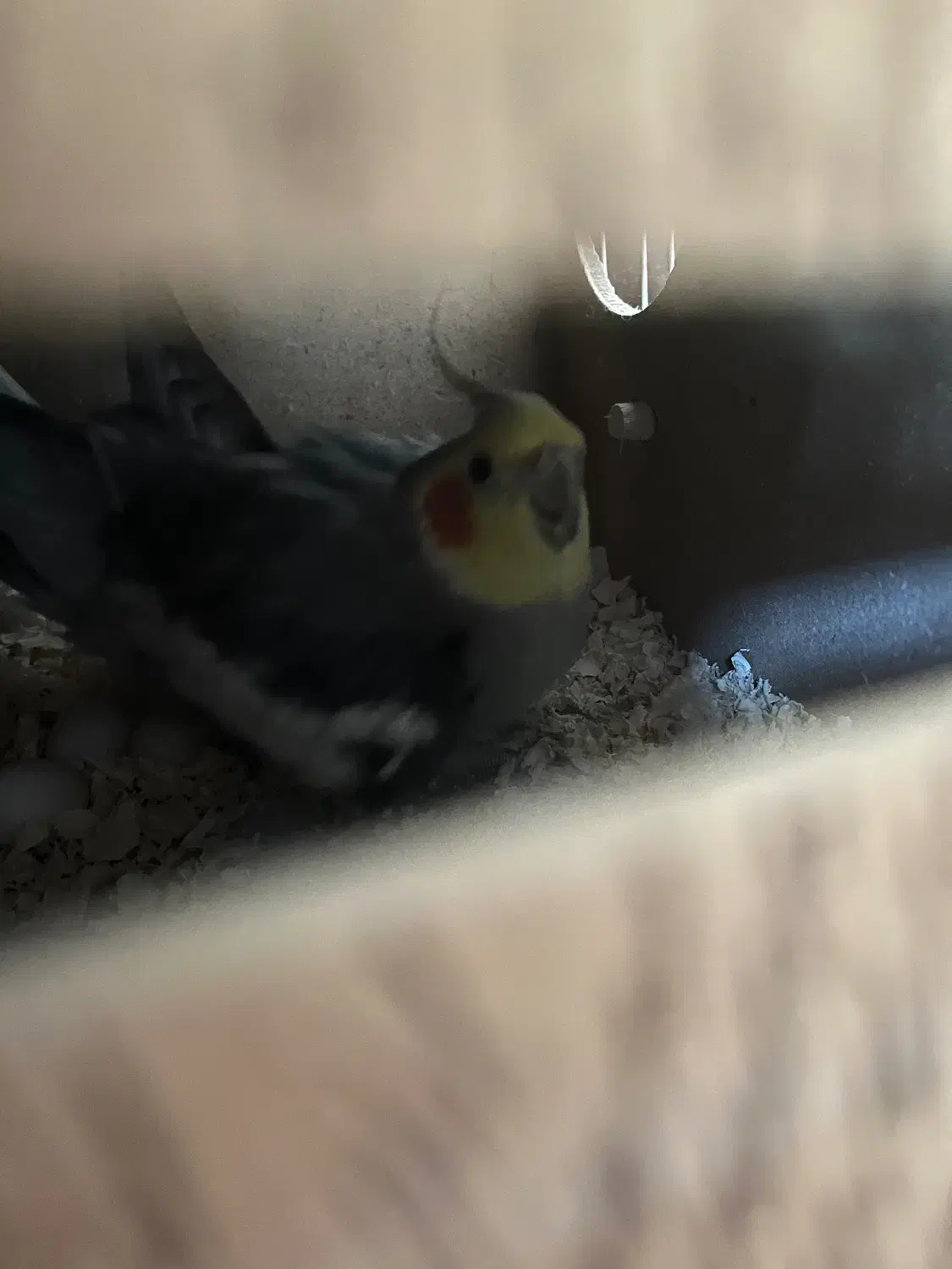 عروس هلندی جفت|پرنده|ری, منصوریه منگل|دیوار