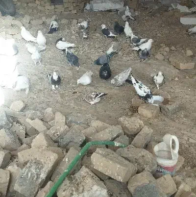 کبوتر|پرنده|قیدار, |دیوار