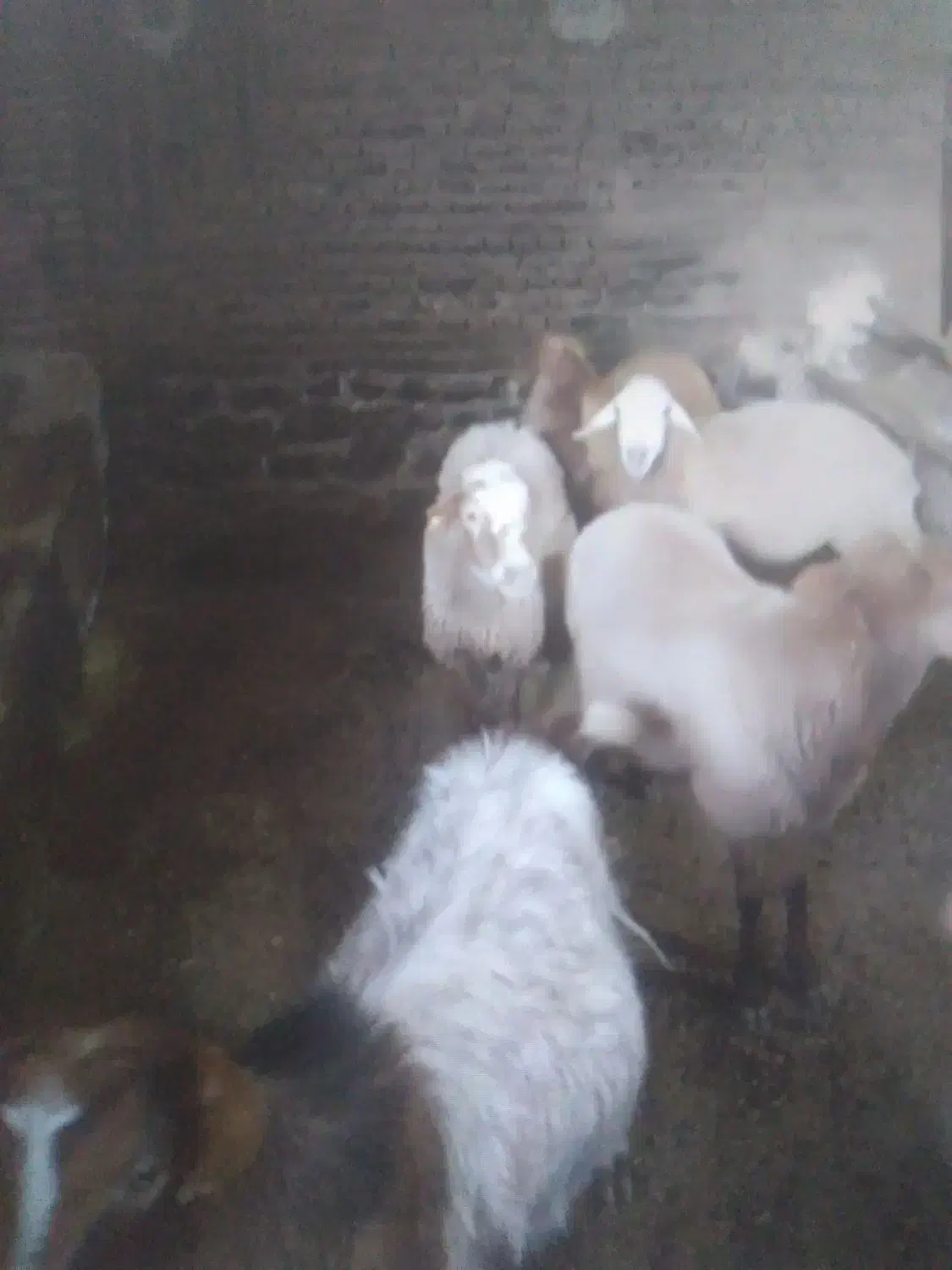 ۴راس گوسفند و۱راس بز|حیوانات مزرعه|باسمنج, |دیوار