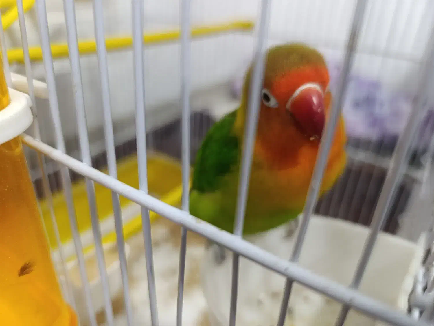 طوطی برزیلی نر|پرنده|بروجرد, |دیوار