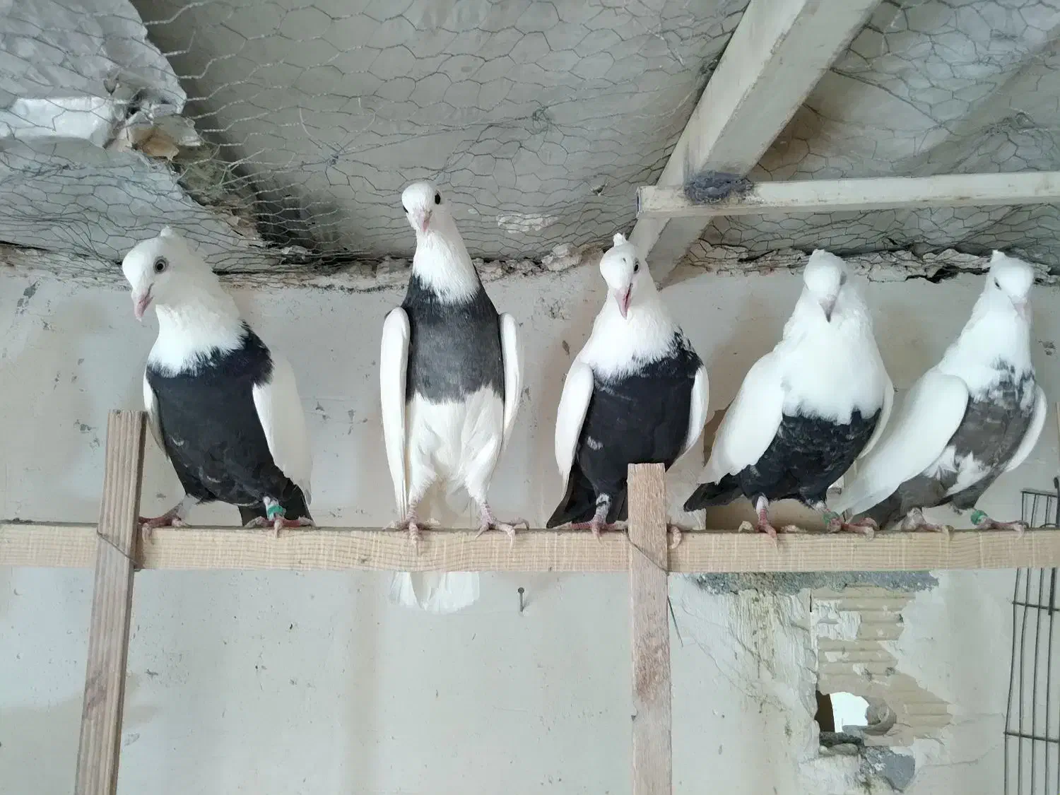 رنگی|پرنده|قم, دورشهر|دیوار