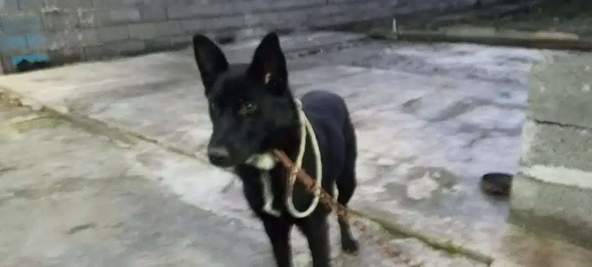 سگ شپرد ژرمن نگهبان|سگ|رشت, لاکان|دیوار