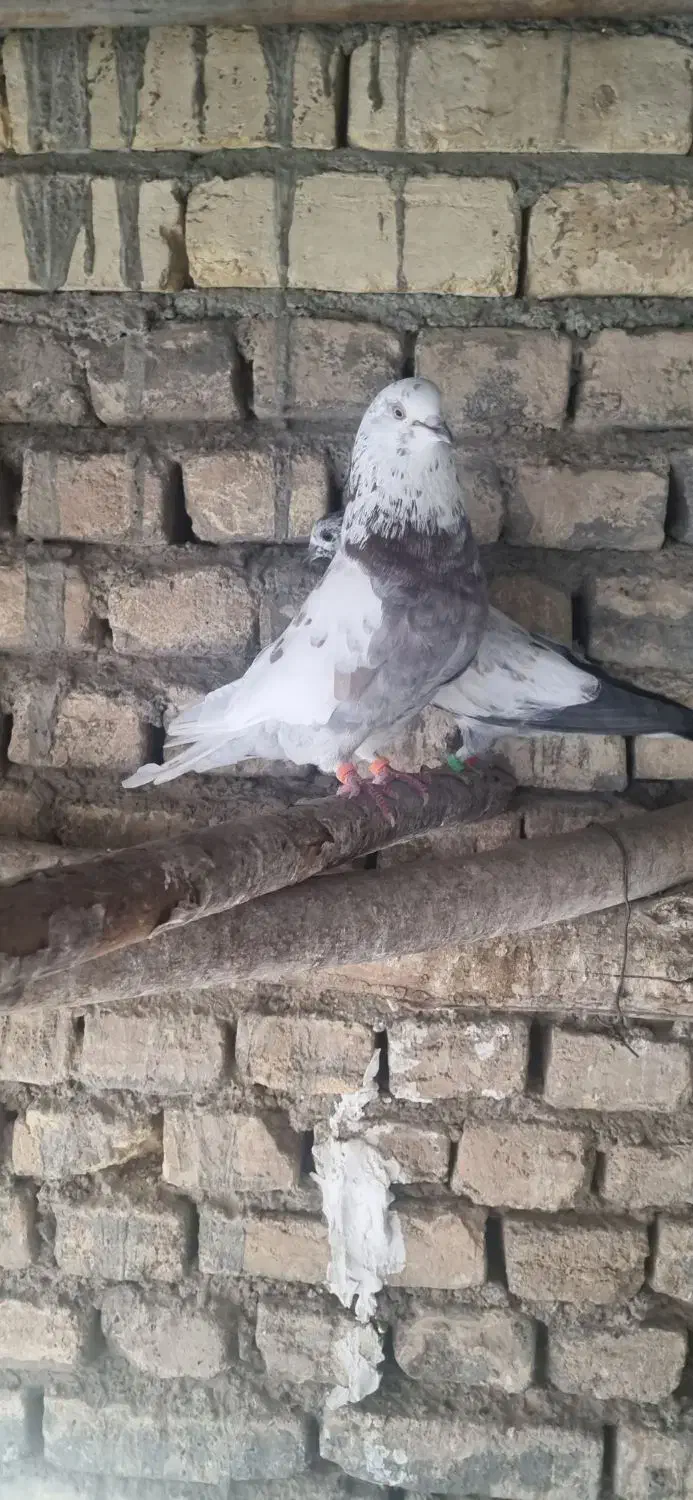 نر قلمکار پشت سرور|پرنده|خمینی‌شهر, |دیوار