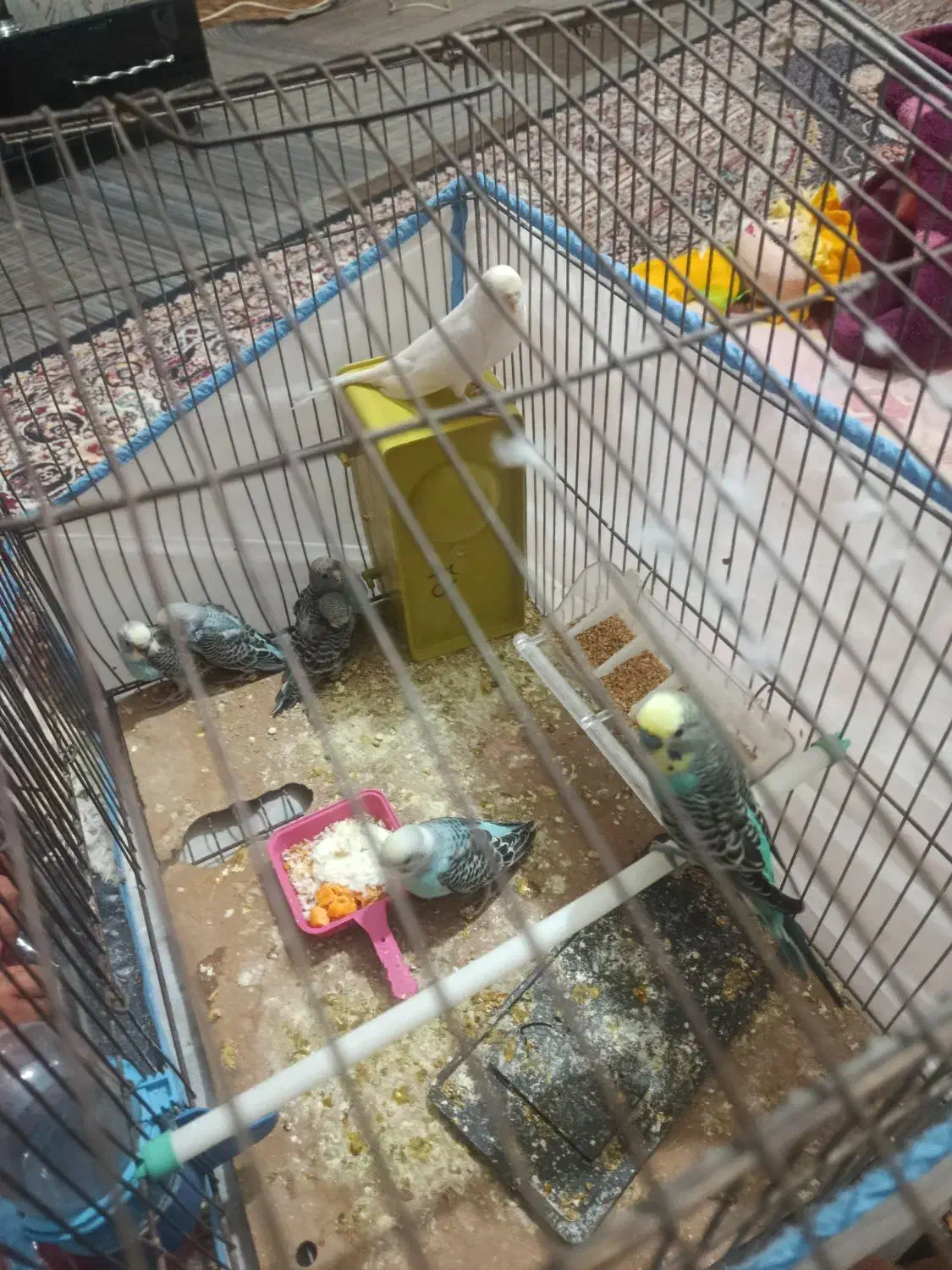 مرغ عشق|پرنده|شیراز, احمدآباد|دیوار