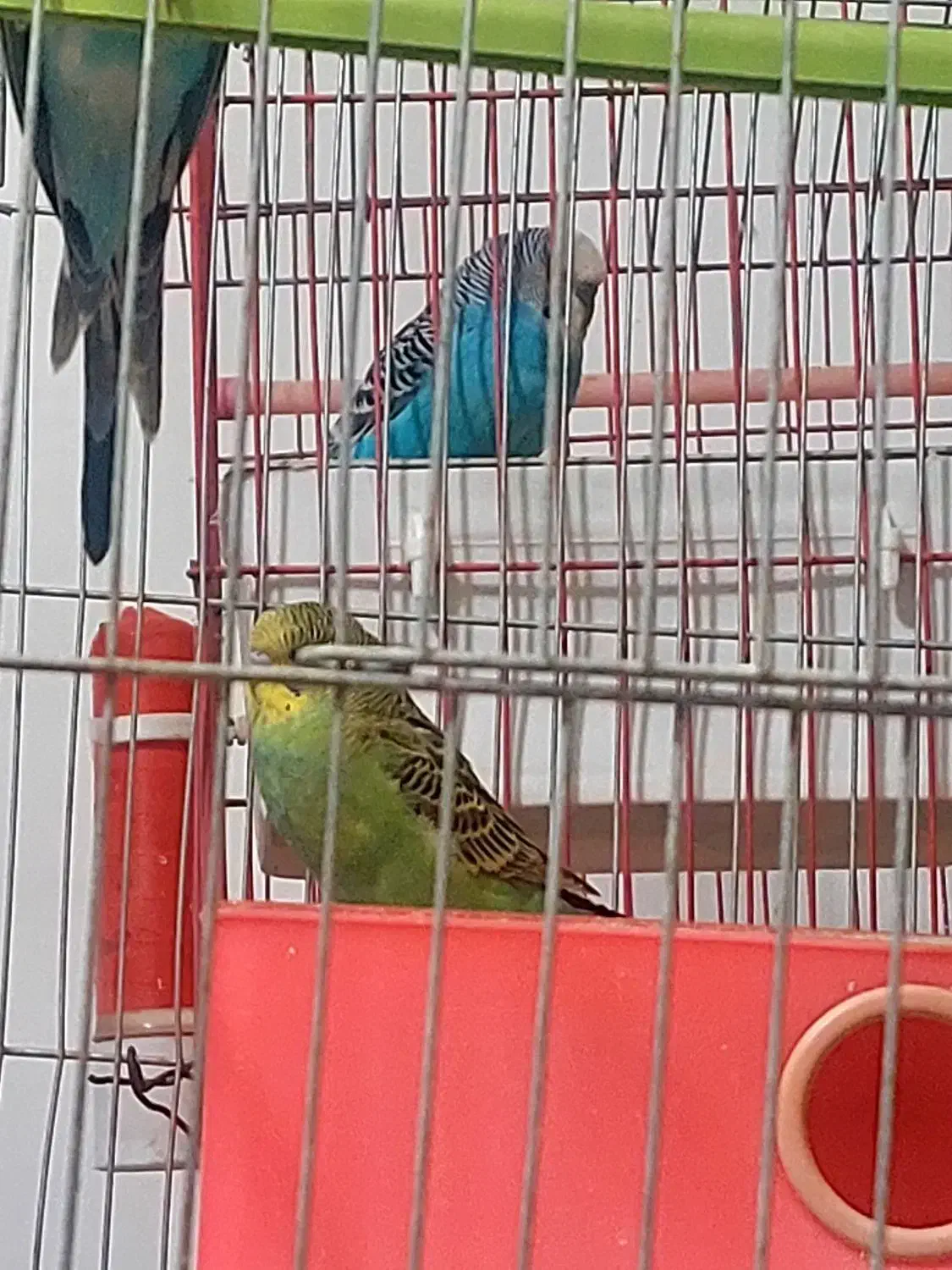 فروش مرغ عشق|پرنده|فیروزآباد (فارس), |دیوار