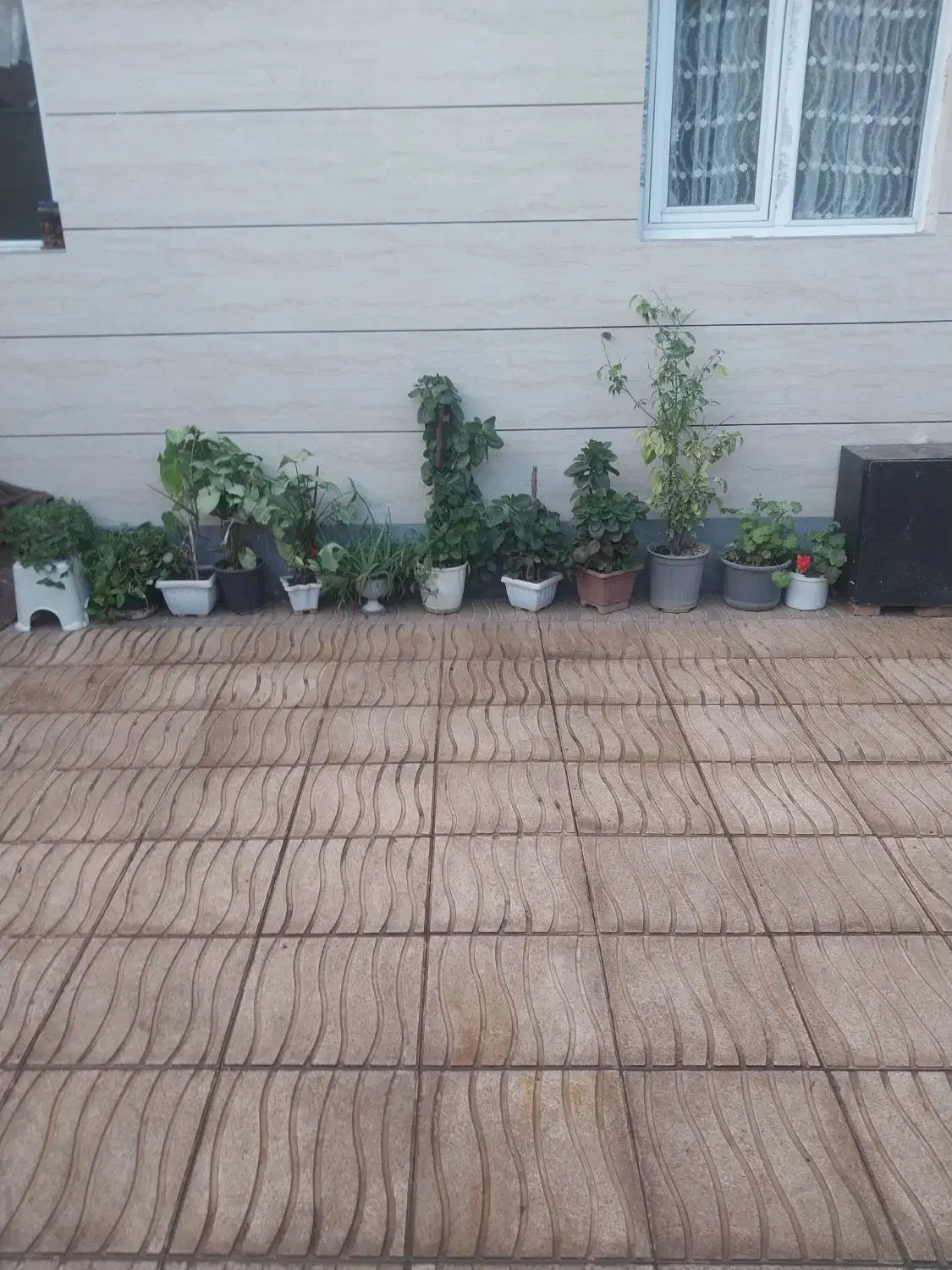 گل فروشی|گل و گیاه طبیعی|خوی, |دیوار