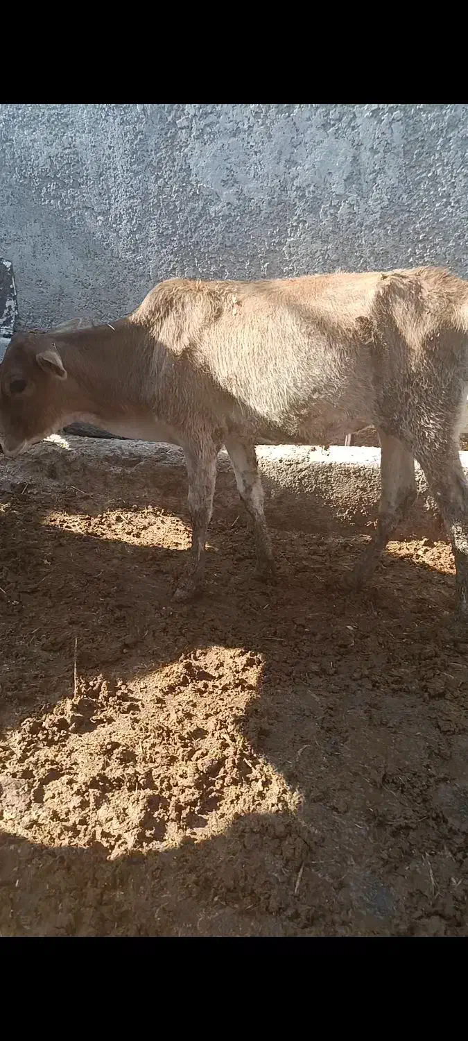 گاو گوساله گوسفند بز بره گاومیش درشادگان|حیوانات مزرعه|شادگان, |دیوار