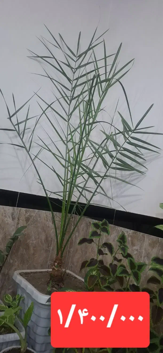 گل خانگی|گل و گیاه طبیعی|سردشت, |دیوار