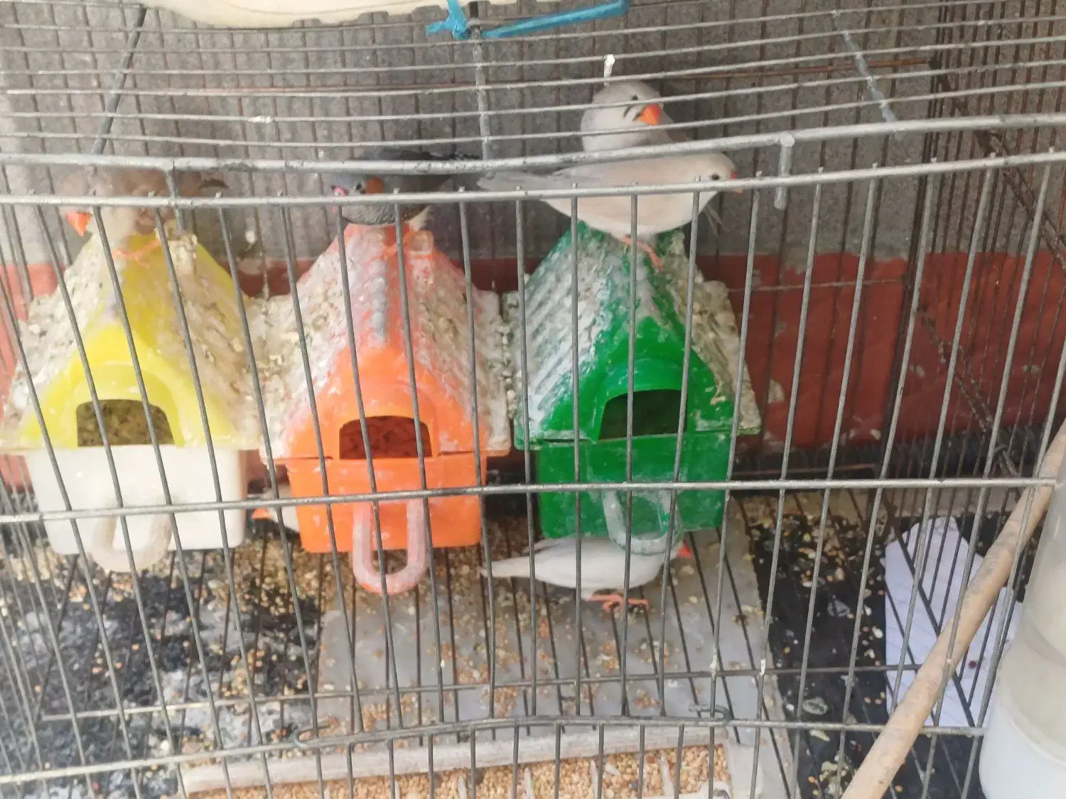 ۶عدد فنج و۶عددتخم|پرنده|حسین آباد, |دیوار