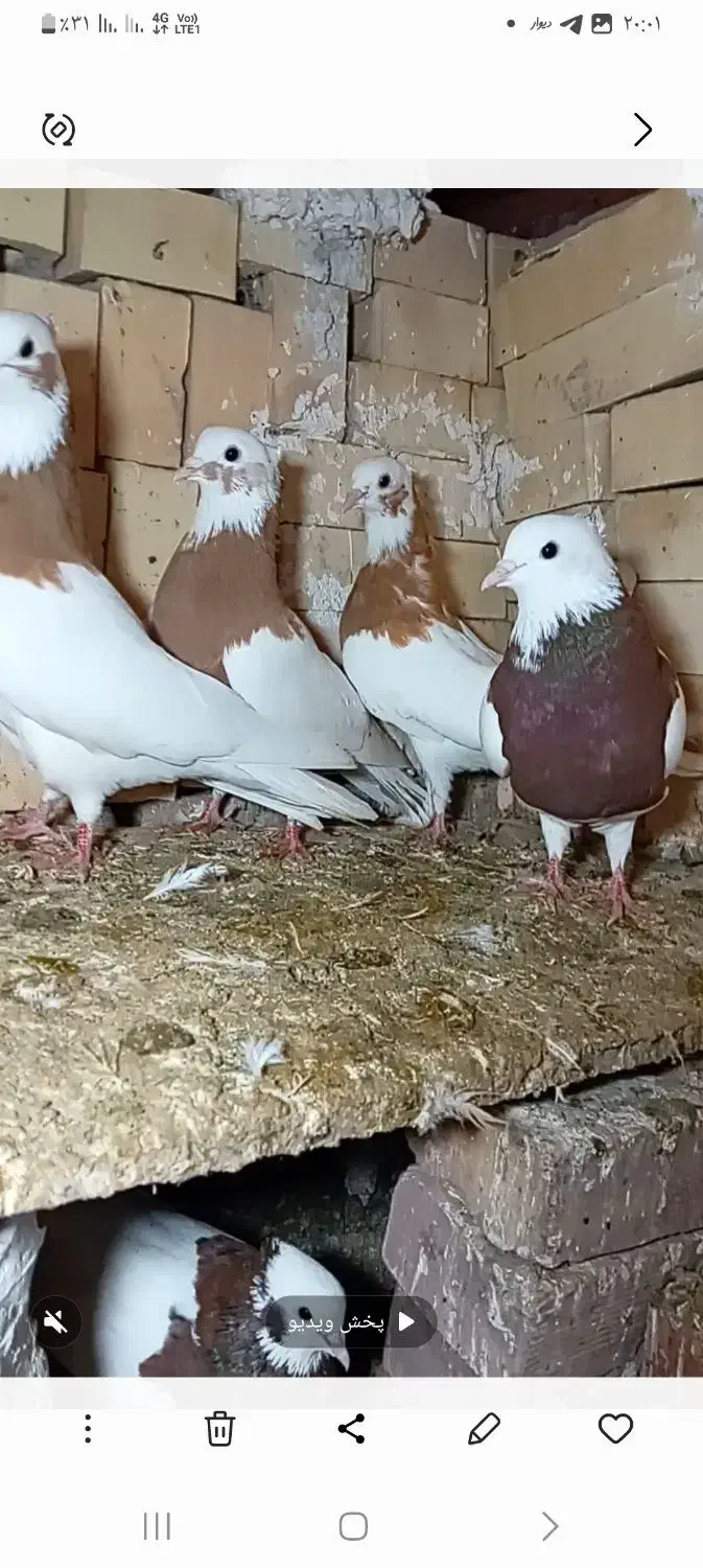 کفتر طوقی و عرب|پرنده|بکتاش, |دیوار