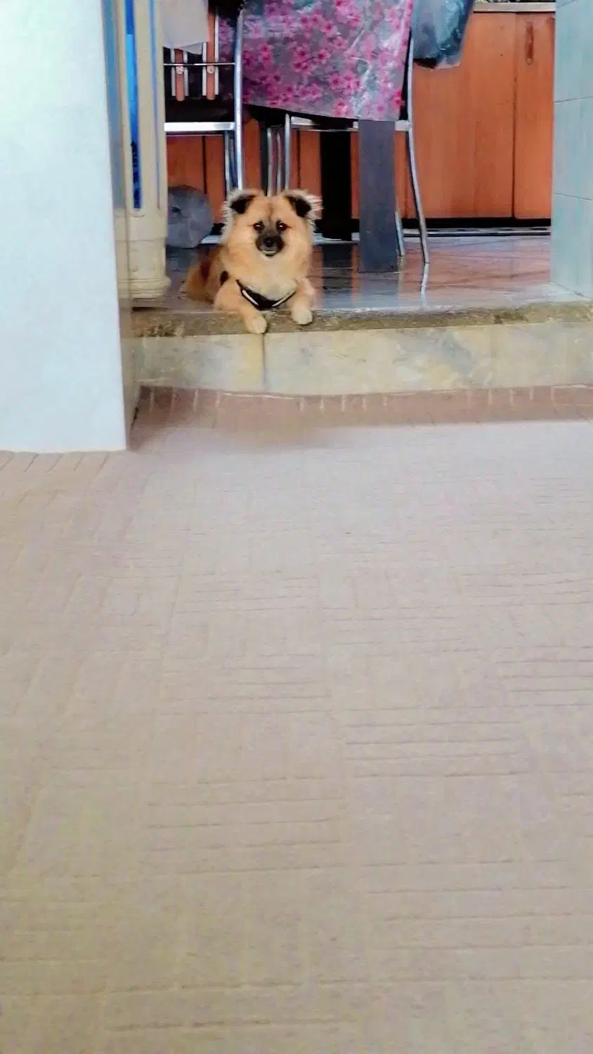 پامر|سگ|مشهد, هفده شهریور|دیوار