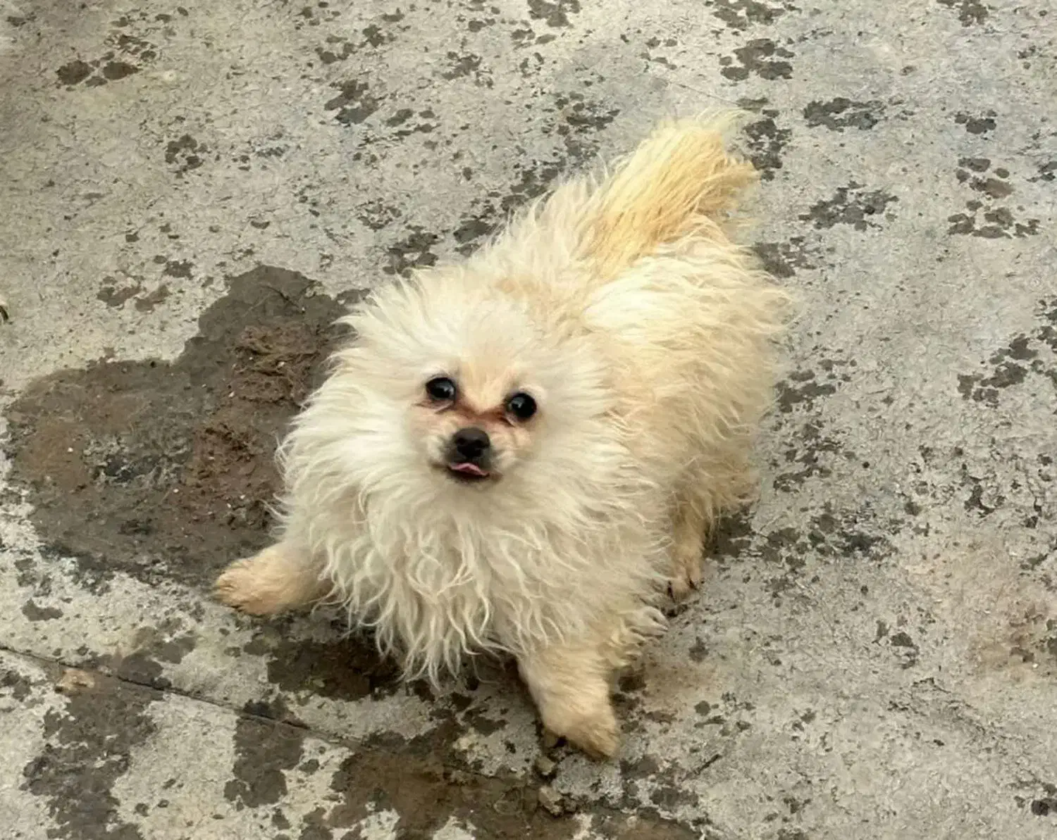 سگ پامر|سگ|بیجار, |دیوار