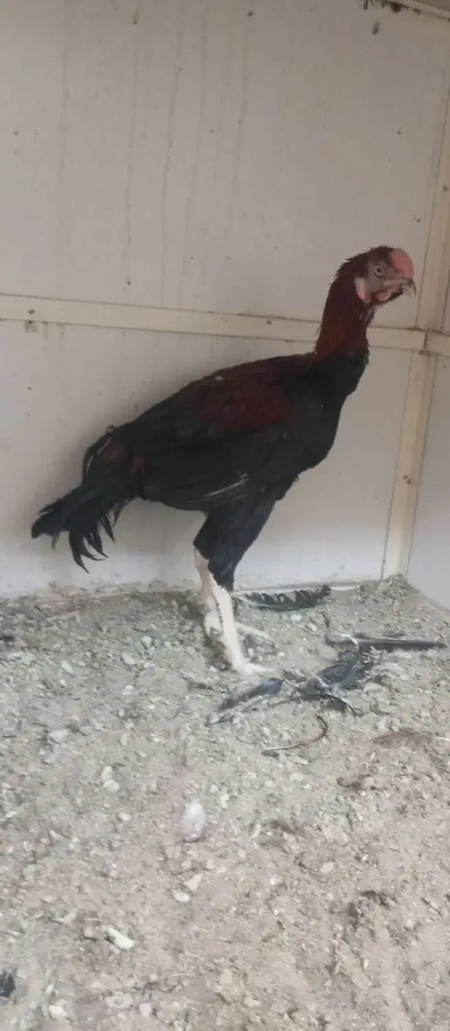 مرغ و خروس لاری|حیوانات مزرعه|ری, علایین|دیوار