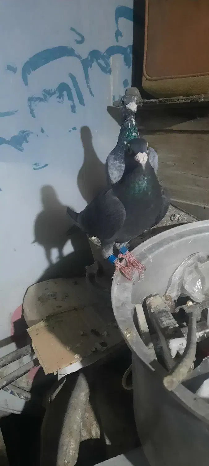 کبوتر قلدور مسافتی|پرنده|گرگان, |دیوار