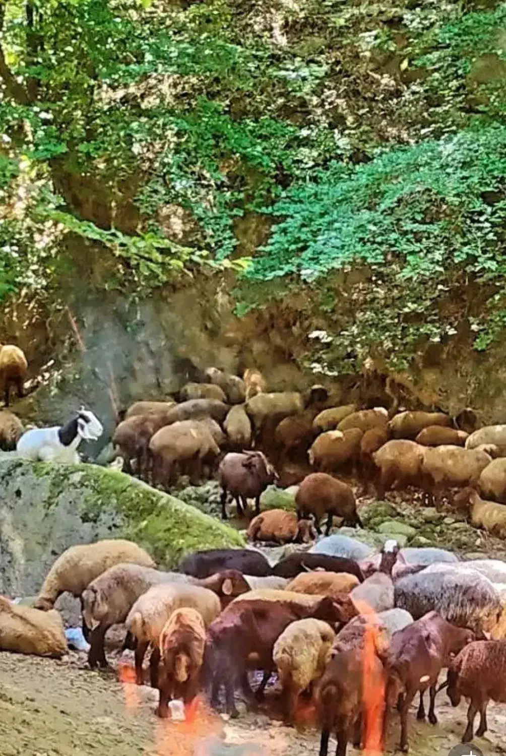 گوسفند فروشی|حیوانات مزرعه|مینودشت, |دیوار