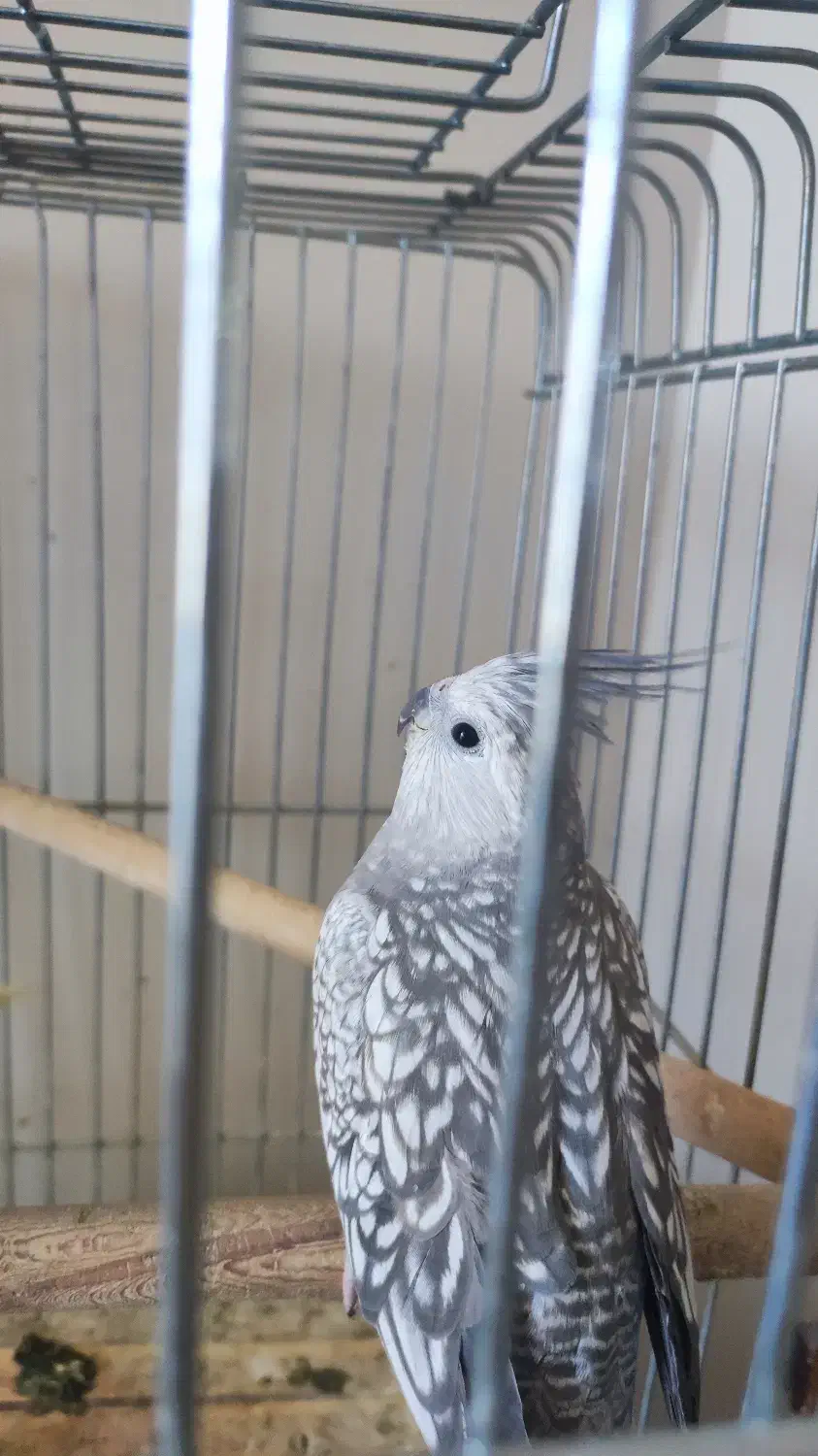 فروش عروس هلندی مولد|پرنده|شیراز, صنایع الکترونیک|دیوار