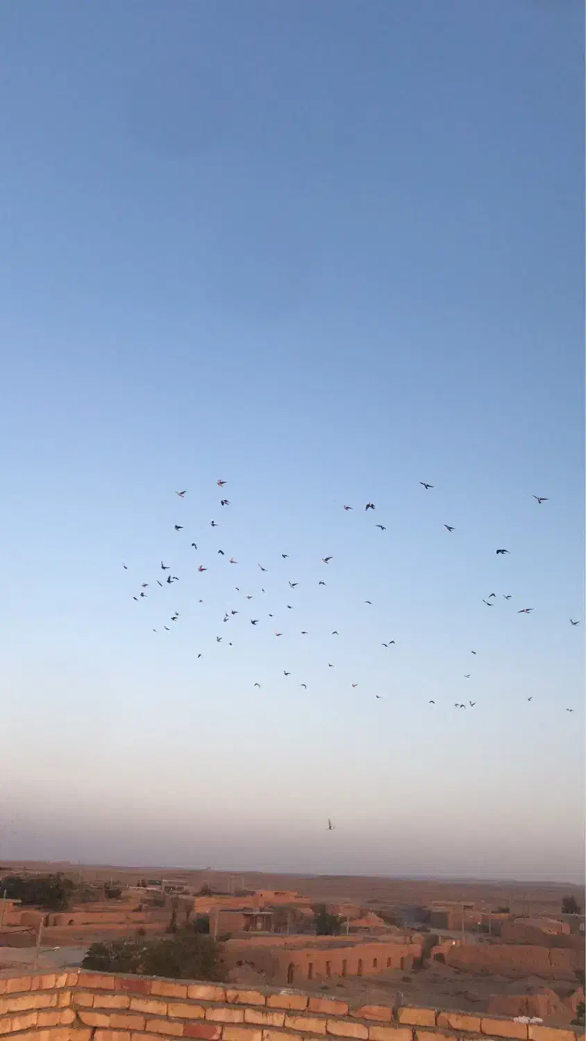 کفتر پرشی و جفتگا|پرنده|اسفراین, |دیوار