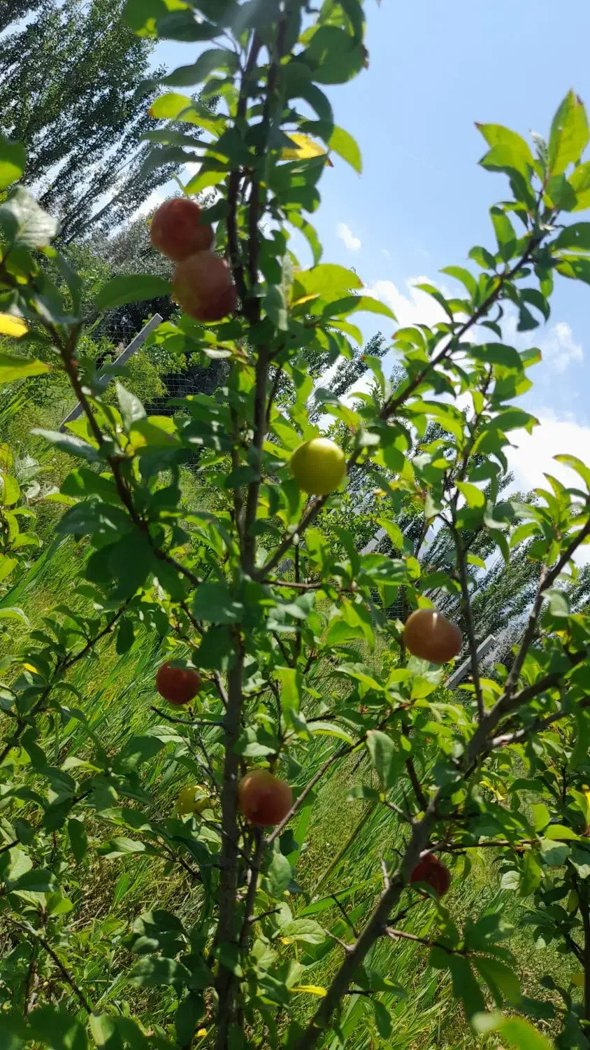 باغ فروشی|فروش خانه و ویلا|کشکسرای, |دیوار