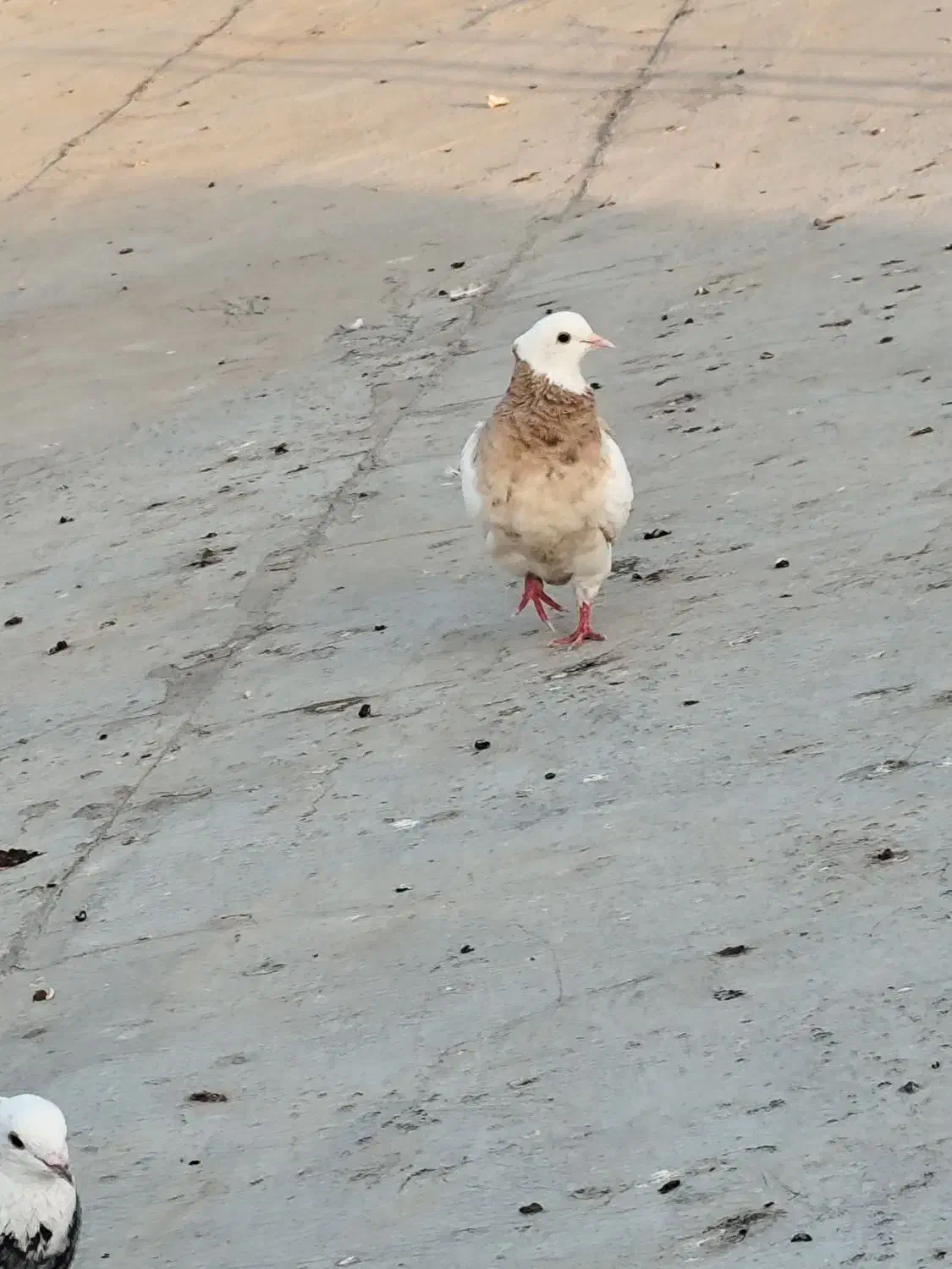 شهری طوقی طوسی|پرنده|خرمشهر, |دیوار