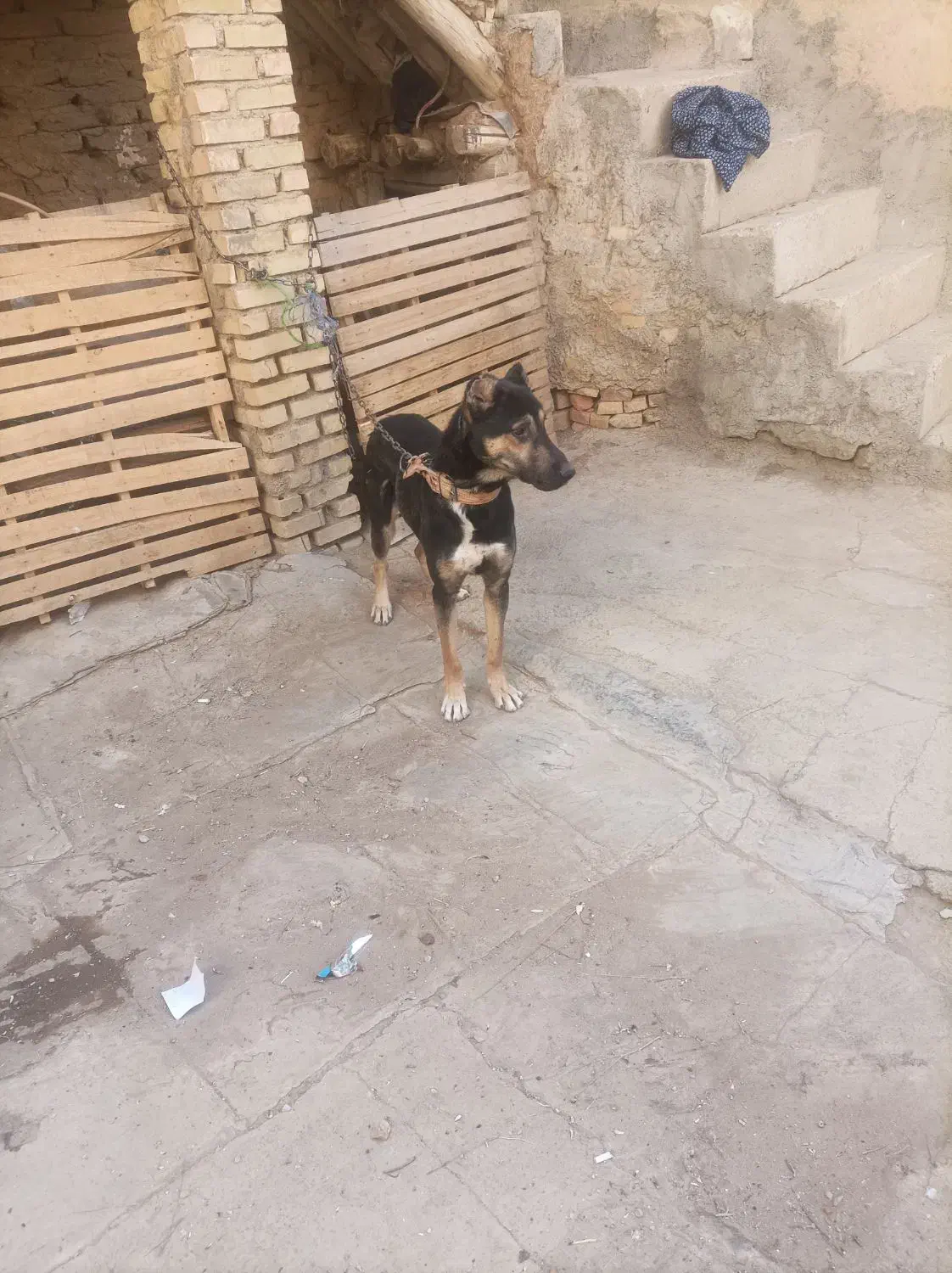 توله یه ساله افغانی|سگ|بهار, |دیوار