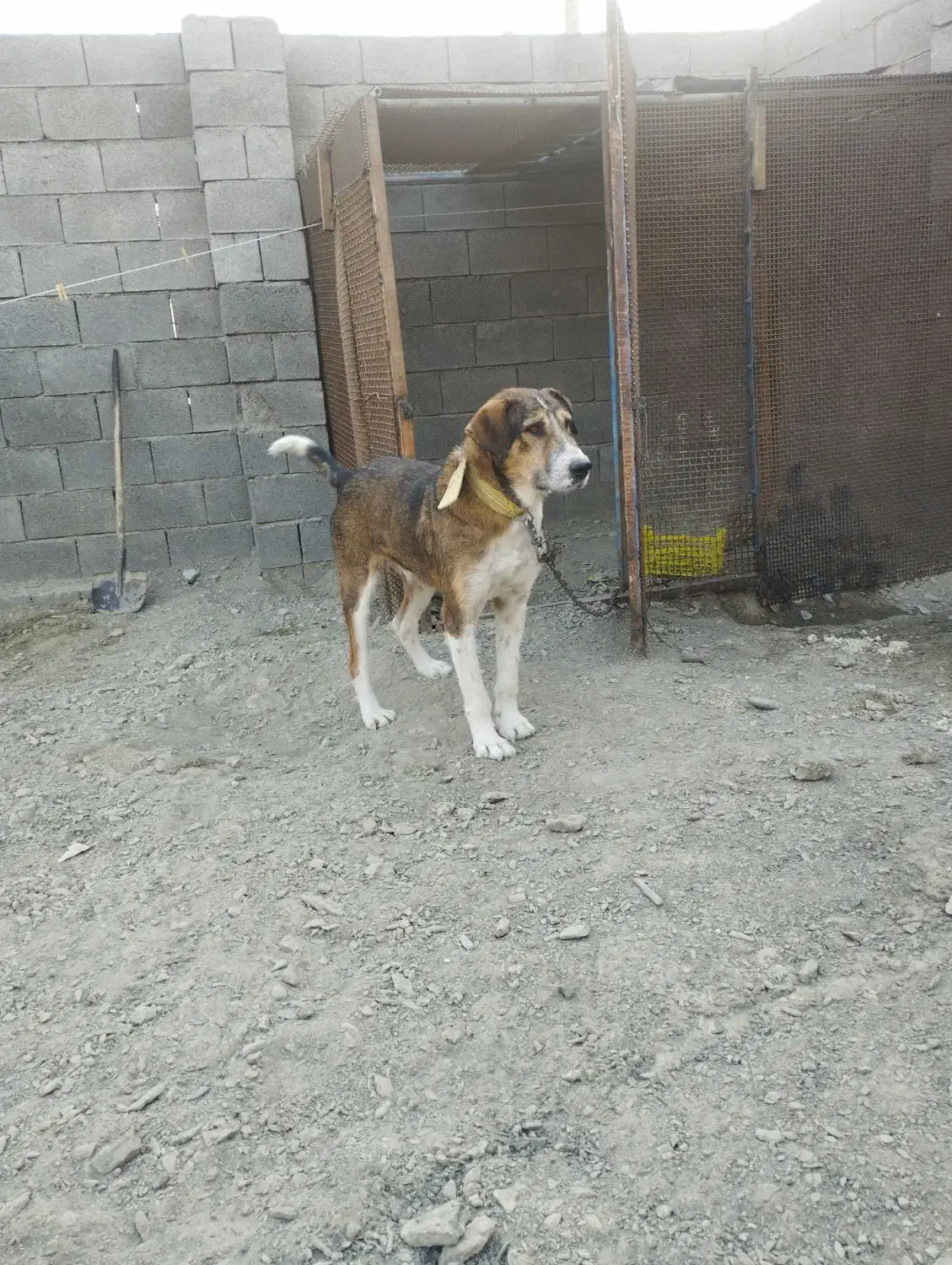 واگزاری سگ|سگ|بندرعباس, |دیوار