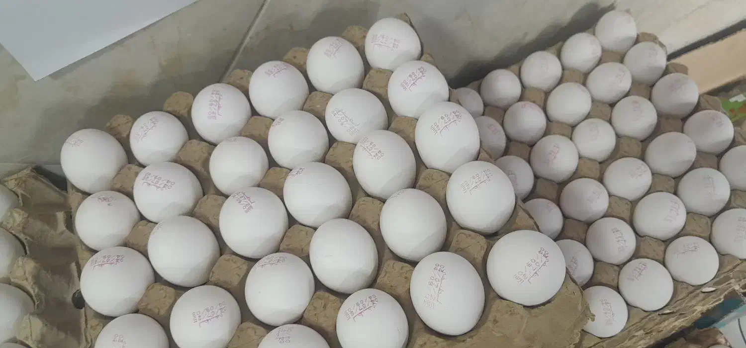 پخش تخم مرغ|خوردنی و آشامیدنی|باغستان, |دیوار