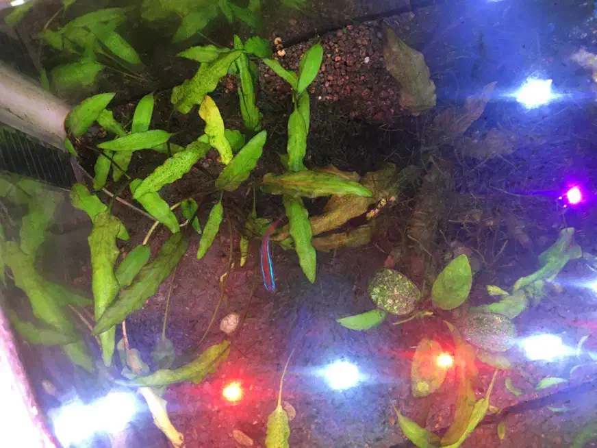 فروش فوری آکواریوم گیاهی|ماهی|شیراز, رازی|دیوار