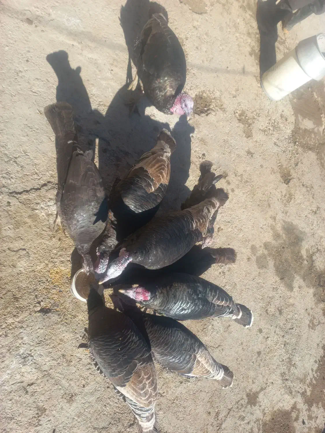 بوقلمون|حیوانات مزرعه|ماهیدشت, |دیوار