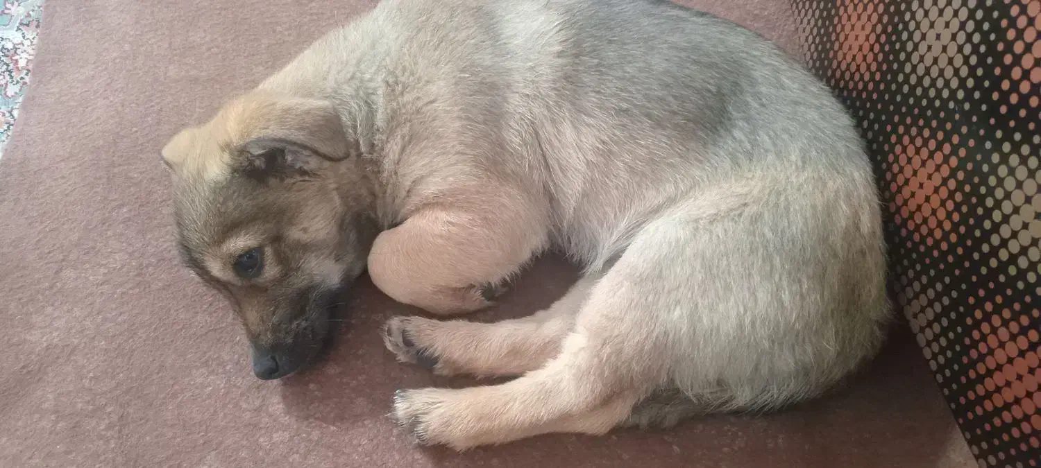 فروش پاپر|سگ|کامیاران, |دیوار