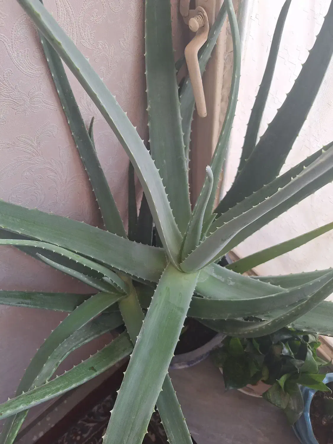 گل آلو ورا|گل و گیاه طبیعی|نهاوند, |دیوار