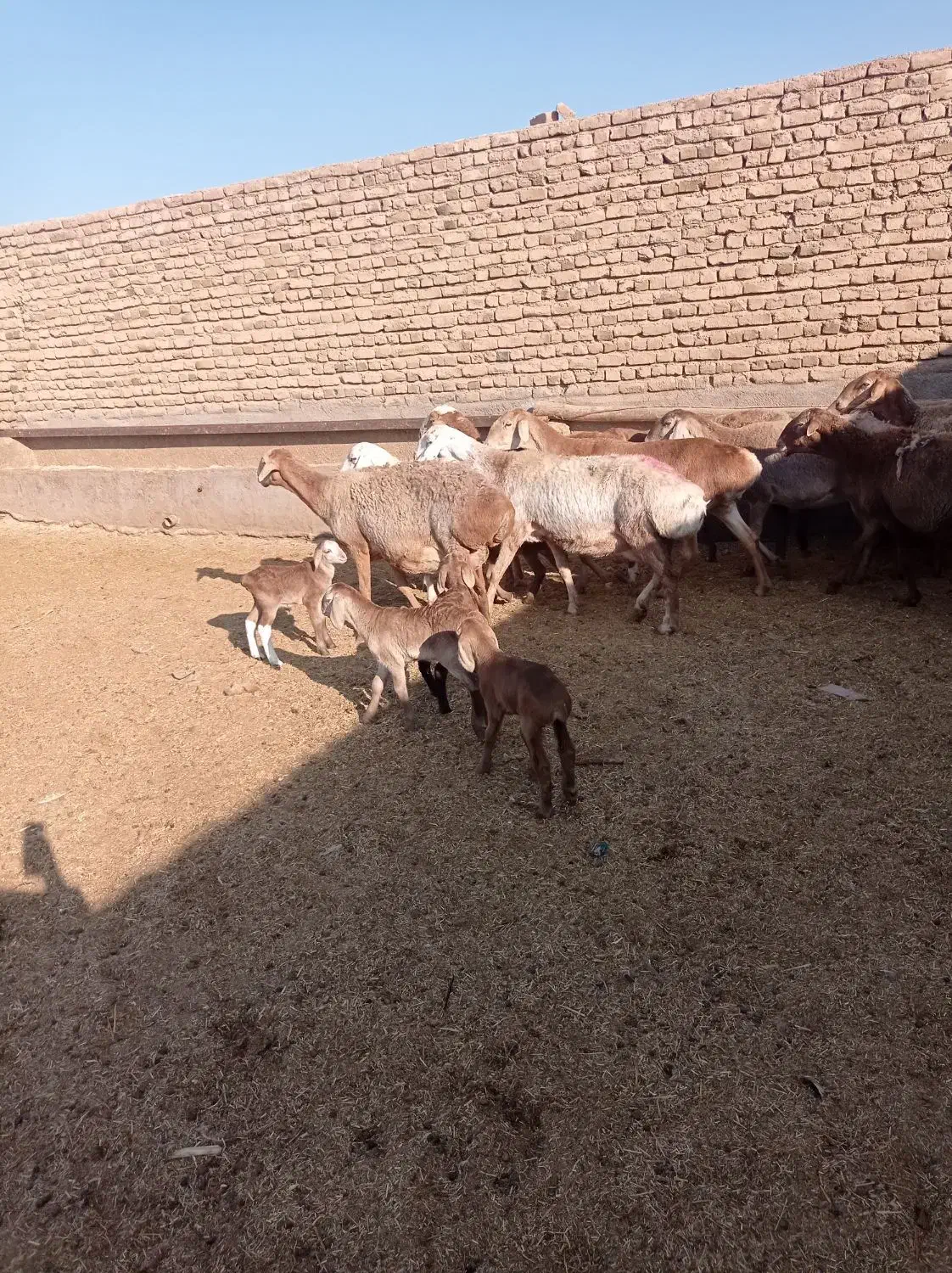 11میش چینی زایده و آبستن|حیوانات مزرعه|پائین جام, |دیوار