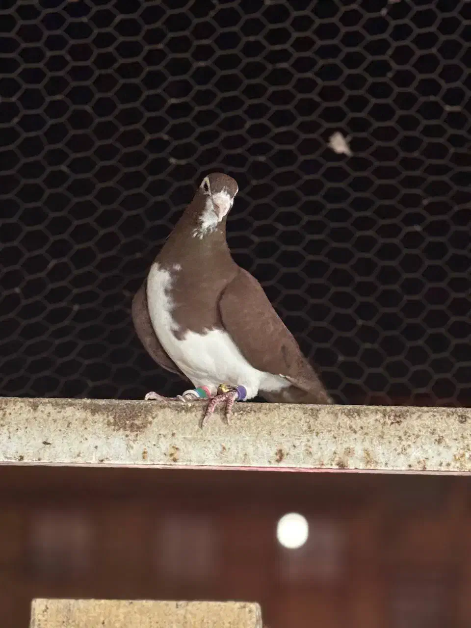 کفتر بوم المانی سار هفترنگ سینه چپ افشون زرد|پرنده|مشهد, هفده شهریور|دیوار